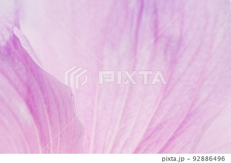 Background of pink flower closeup. Background of pink flower closeup. 92886496