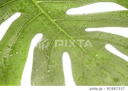 Monstera summer leaf. Tropic palm flora. Jungle rainforest exotic shape 92887337