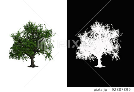Illustration of a deciduous tree on white background with alpha mask. 3d rendering illustration. 92887899