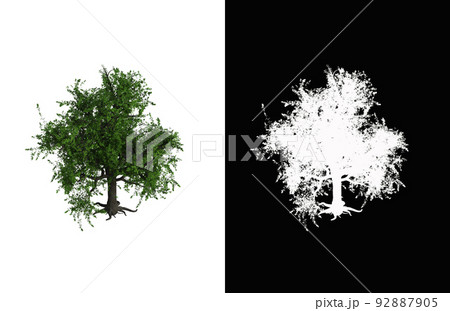 Illustration of a deciduous tree on white background with alpha mask. 3d rendering illustration. Illustration of a deciduous tree on white background with alpha mask. 3d rendering illustration. 92887905