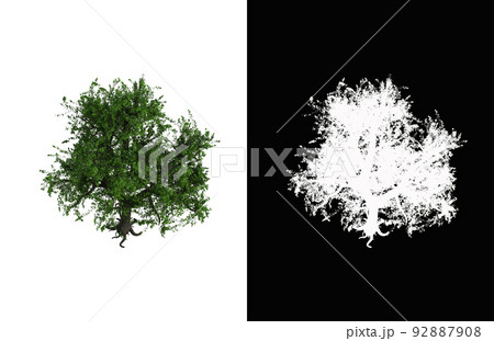 Illustration of a deciduous tree on white background with alpha mask. 3d rendering illustration. 92887908
