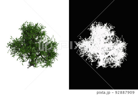 Illustration of a deciduous tree on white background with alpha mask. 3d rendering illustration. 92887909