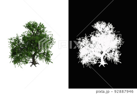 Illustration of a deciduous tree on white background with alpha mask. 3d rendering illustration. Illustration of a deciduous tree on white background with alpha mask. 3d rendering illustration. 92887946