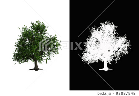 Illustration of a deciduous tree on white background with alpha mask. 3d rendering illustration. Illustration of a deciduous tree on white background with alpha mask. 3d rendering illustration. 92887948
