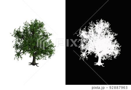 Illustration of a deciduous tree on white background with alpha mask. 3d rendering illustration. 92887963