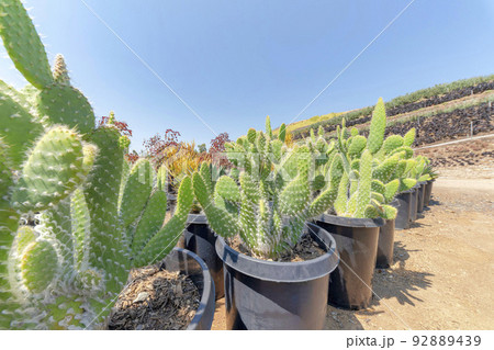 Bunny ear cactuses with white spines in a pail type black pots 92889439
