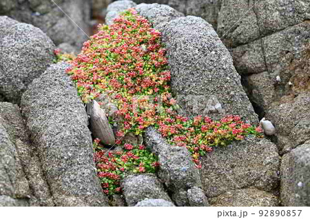 奄美大島の海岸で生きるイソフサギ 奄美大島の海岸で生きるイソフサギ 92890857