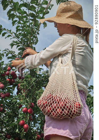 Young woman gardener picking plums in string bag in her family backyard garden Young woman gardener picking plums in string bag in her family backyard garden 92890901