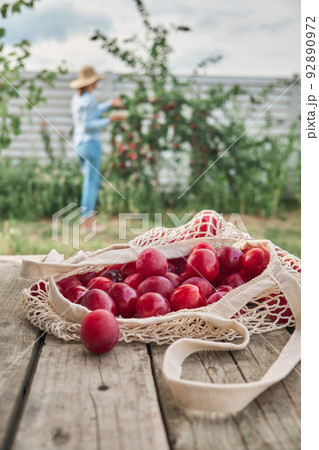 Juicy plums in eco friendly string eco mesh bag on a wooden background and woman harvesting in the family backyard garden Juicy plums in eco friendly string eco mesh bag on a wooden background and woman harvesting in the family backyard garden 92890972