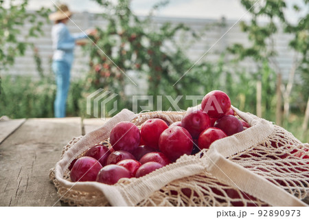 Juicy plums in eco friendly string eco mesh bag on a wooden background and woman harvesting in the family backyard garden Juicy plums in eco friendly string eco mesh bag on a wooden background and woman harvesting in the family backyard garden 92890973