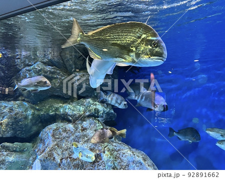 熱帯魚 92891662