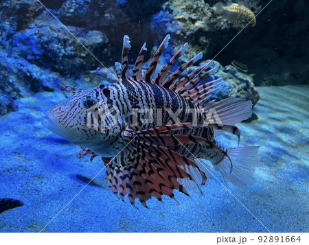 熱帯魚 熱帯魚 92891664