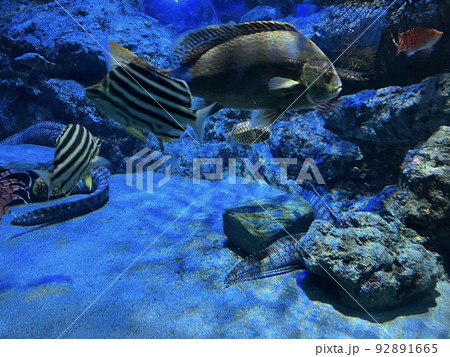 熱帯魚 92891665