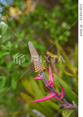 Aechmea bromeliifolia plant growing in a garden or field outdoors. Closeup of beautiful flowering plants from the bromeliads species blooming and blossoming in nature during a sunny day in spring 92891803