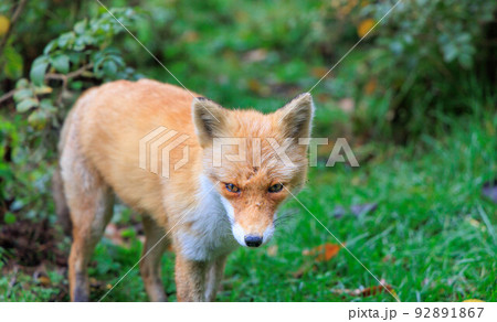 人懐っこいキタキツネ「秋の北海道」 92891867