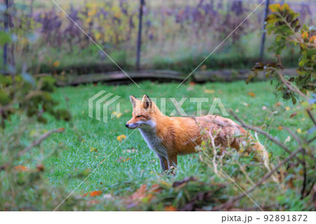 人懐っこいキタキツネ「秋の北海道」 92891872