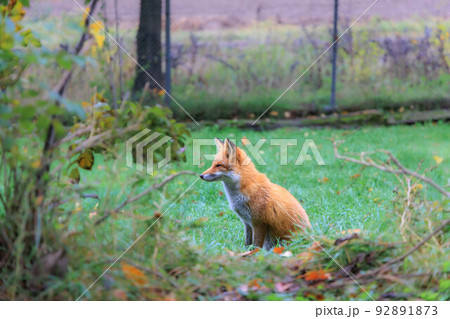 人懐っこいキタキツネ「秋の北海道」 92891873
