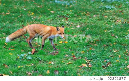 人懐っこいキタキツネ「秋の北海道」 人懐っこいキタキツネ「秋の北海道」 92891877
