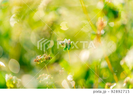 【秋素材】朝日を浴びるそばの花【長野県】 92892715