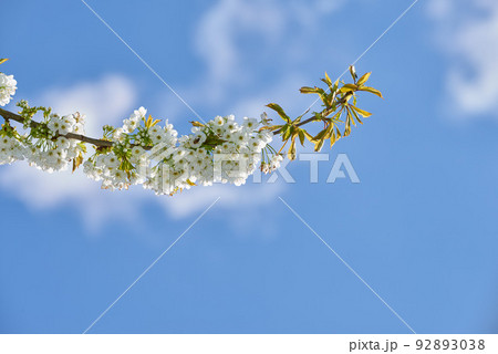 Pure white mirabelle or Prunus Domestica flowers growing on a plum tree in a garden from below against a blue sky background with copyspace. Closeup of fresh and delicate plants growing in springtime Pure white mirabelle or Prunus Domestica flowers growing on a plum tree in a garden from below against a blue sky background with copyspace. Closeup of fresh and delicate plants growing in springtime 92893038