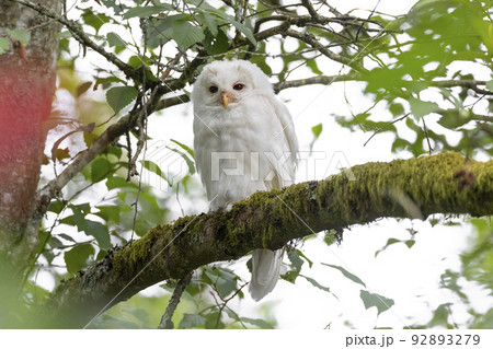 Leucistic Barred Owl 92893279