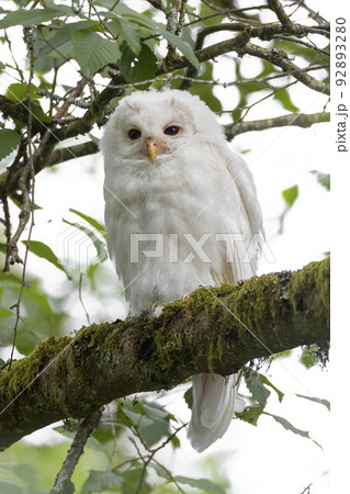 Leucistic Barred Owl Leucistic Barred Owl 92893280