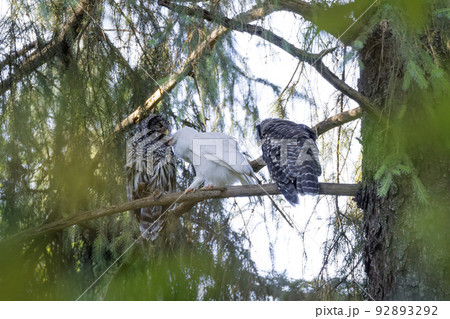 Leucistic Barred Owl 92893292
