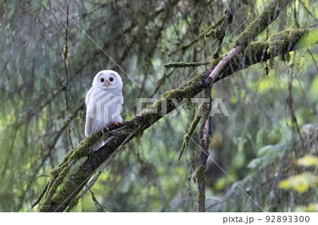 Leucistic Barred Owl 92893300