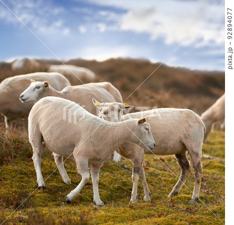 Flock of sheep in a meadow on lush farm land. Shaved sheered wooly sheep eating grass on a field. Wild livestock grazing in Rebild National Park, Denmark. Free range organic mutton 92894077