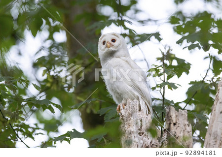 Leucistic Barred Owl 92894181