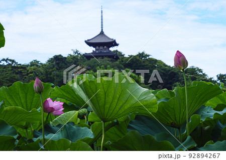 三渓園の夏 三渓園の夏 92894267