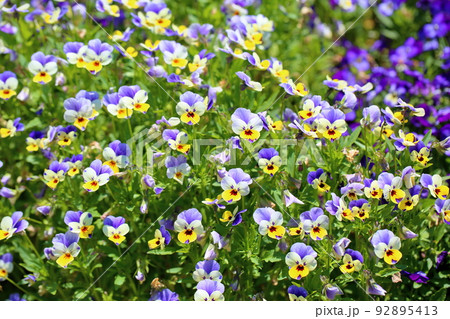 ビオラの花 92895413