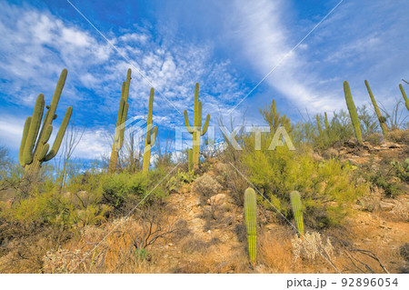 Saguaro cactuses and wild shrubs on a rocky slope at Tucson, Arizona 92896054