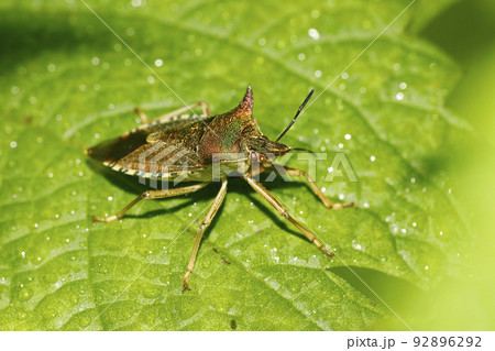 アオクチブトカメムシ 92896292