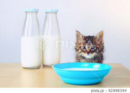 Whatever the question, the answer is milk. Studio shot of an adorable tabby kitten drinking milk from a bowl on a table. Whatever the question, the answer is milk. Studio shot of an adorable tabby kitten drinking milk from a bowl on a table. 92896394
