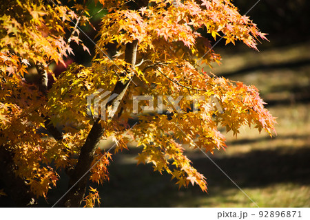 紅葉の最盛期 鹿児島県青少年研修センター 紅葉の最盛期 鹿児島県青少年研修センター 92896871
