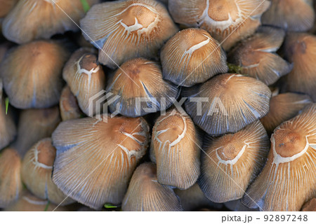 A closeup of many common inkcap mushrooms growing in the wild with details of the brown textures and patterns. Raw and fresh edible fungi with inky caps in abundance grown outside in a garden or farm A closeup of many common inkcap mushrooms growing in the wild with details of the brown textures and patterns. Raw and fresh edible fungi with inky caps in abundance grown outside in a garden or farm 92897248