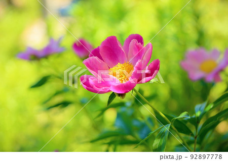 シャクヤクの花 92897778