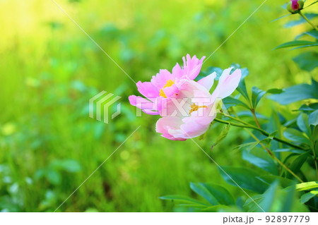 シャクヤクの花 92897779
