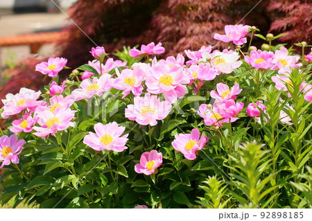 シャクヤクの花 92898185
