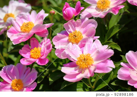 シャクヤクの花 92898186