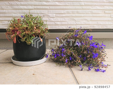 ロベリア（アズーロ）の切り戻し 92898457