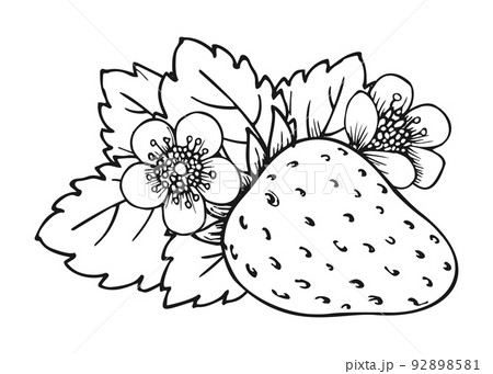 Sweet strawberry hand drawn sketch line art berry 92898581