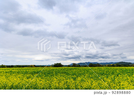 秋に咲く菜の花「秋の北海道」 92898880