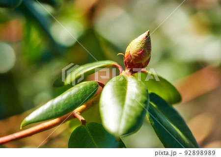 Closeup of budding Rhododendron flower in garden at home. Zoomed in on one woody plant getting ready to blossom while growing in backyard in summer. Small beautiful little elegant bud with green leaf 92898989