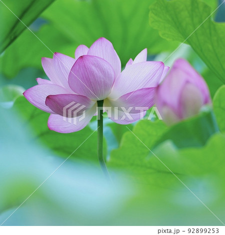 夏美しい蓮の花 92899253