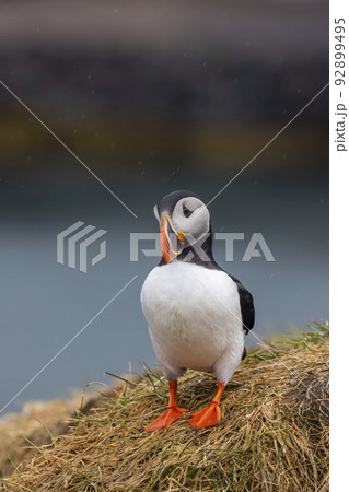 Single Atlantic Puffin bird on the cliff in Iceland under rain. Single Atlantic Puffin bird on the cliff in Iceland under rain. 92899495