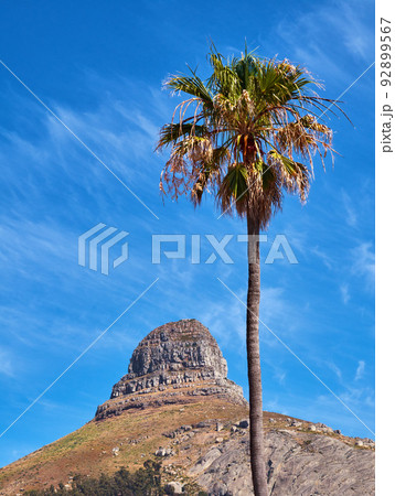 Copy space with Lions Head mountain in Cape Town, South Africa and a tall palm tree against a blue sky background. Beautiful and scenic panoramic of an iconic landmark and famous travel destination 92899567