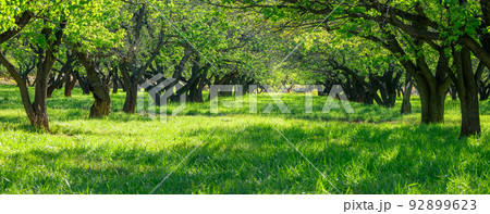 Panoramic view of large tree preserve near Fruita orchid in the middle of desert in Capitol reef national park, Utah 92899623