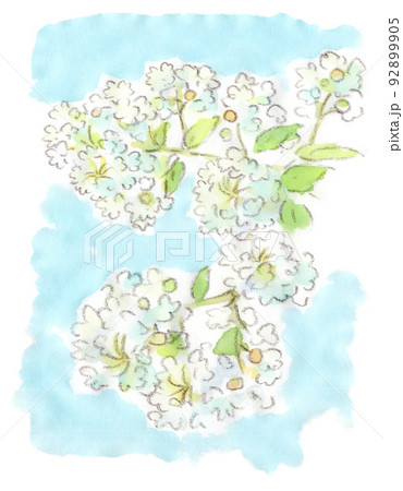 夏の花、白い百日紅（サルスベリ）の水彩画イラスト 92899905